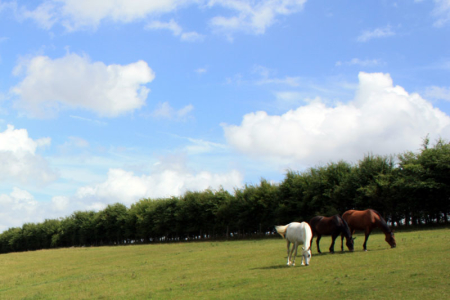 Equestrian Planning | Patrick Durr Associates